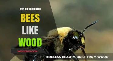 Nature's Architects: The Fascinating Wood-Loving Carpenter Bees
