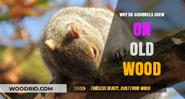 Why Squirrels Chew Old Wood: Uncovering Their Surprising Habits