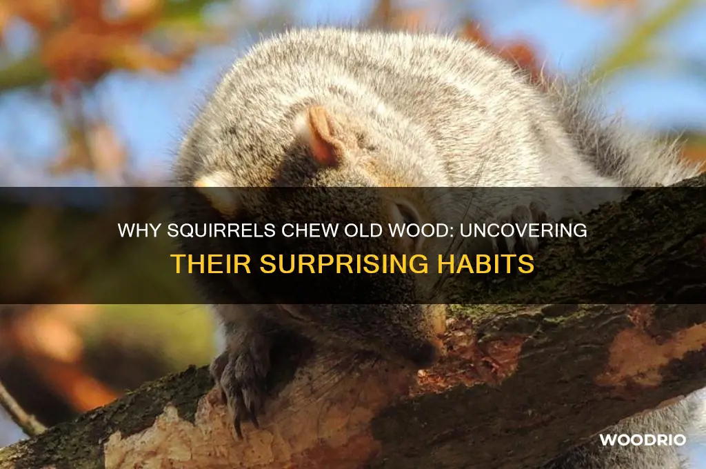 why do squirrels chew on old wood