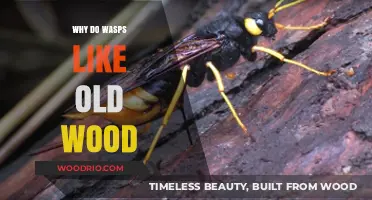 Why Wasps Are Drawn to Aged Wood: Uncovering the Fascination