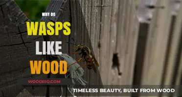 Nature's Carpenters: Unveiling the Mystery of Wasps' Wood Affinity