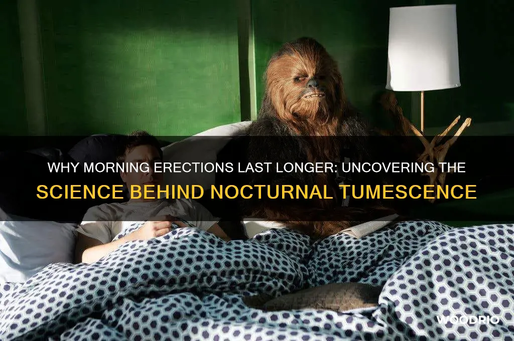 why does morning wood last so long