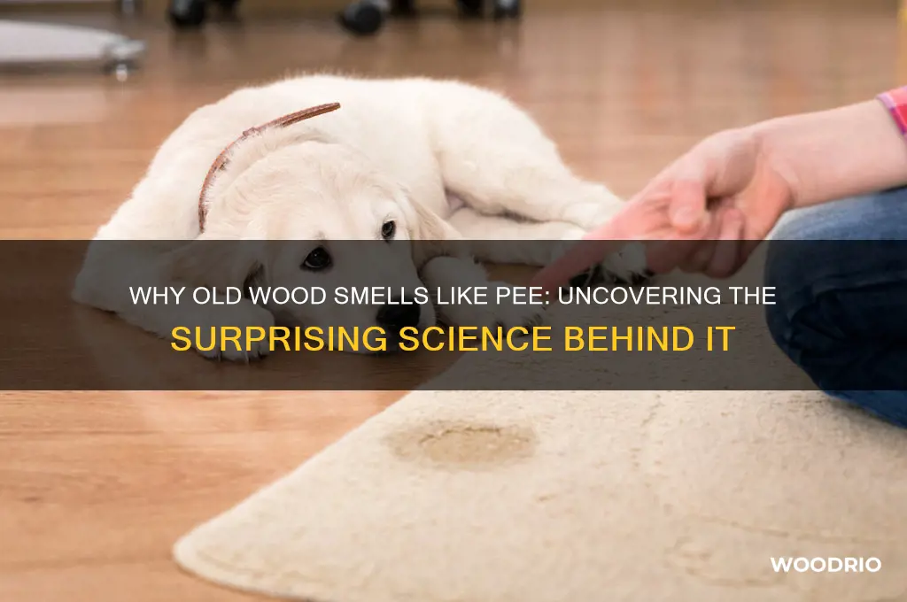 why does old wood smell like pee