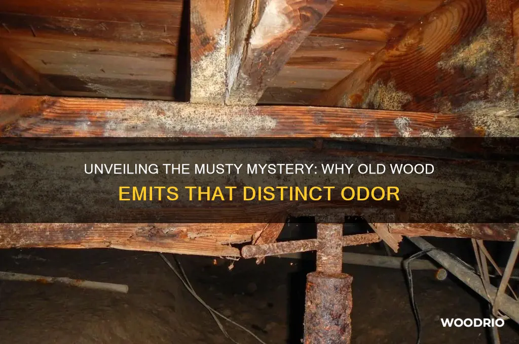 why does old wood smell musty