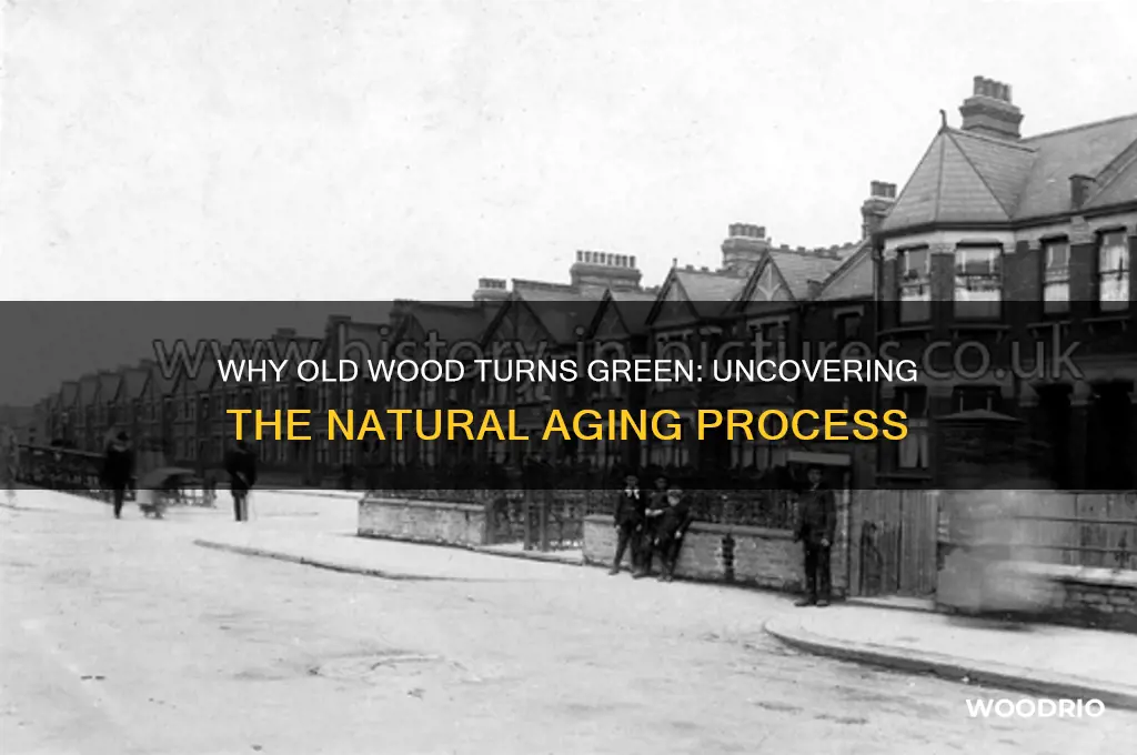 why does old wood turn green