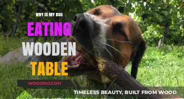 Why Dogs Chew Wood: Understanding Your Dog's Table-Eating Habit