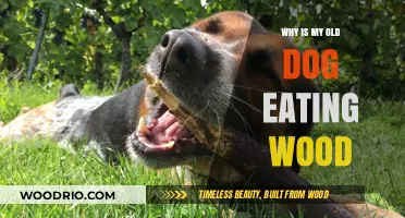Why Is My Old Dog Eating Wood? Understanding This Odd Behavior