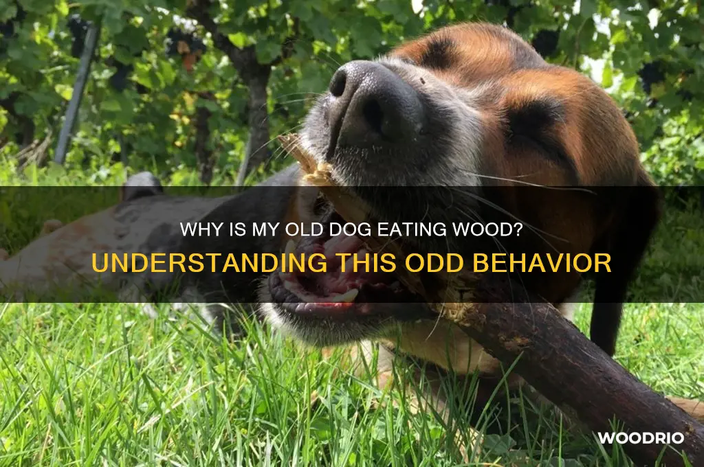 why is my old dog eating wood