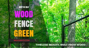 Why Old Wood Fences Turn Green: Causes and Solutions Explained