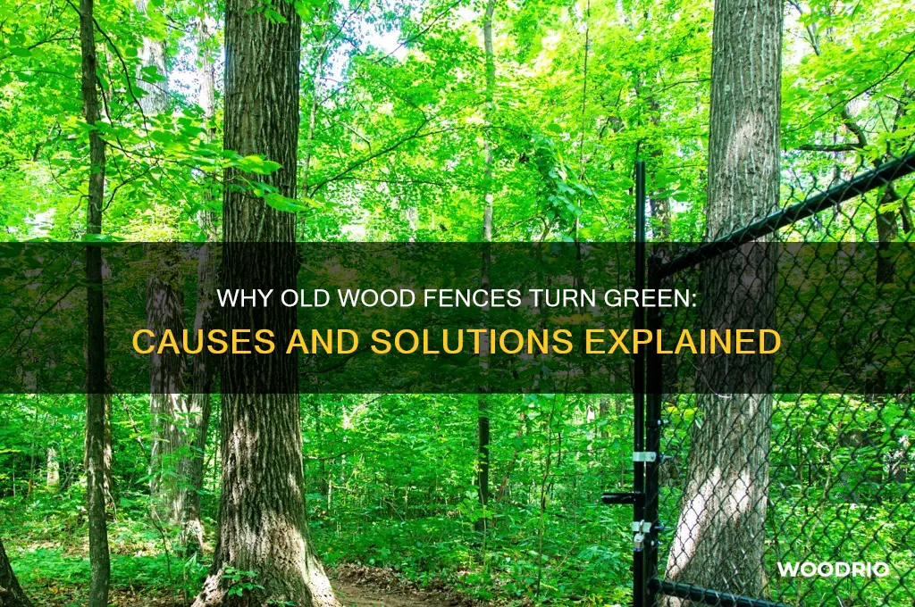 why is old wood fence green