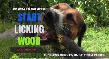 Why Older Dogs Lick Wood: Understanding Your 12-Year-Old Canine's Behavior