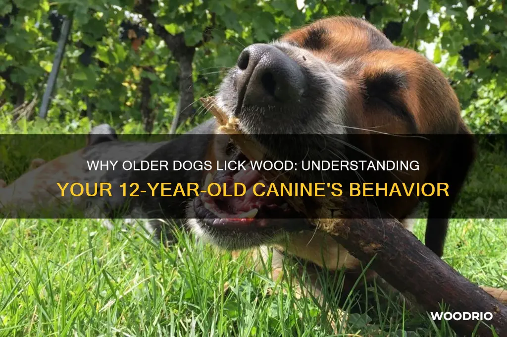 why would a 12 year old dog start licking wood