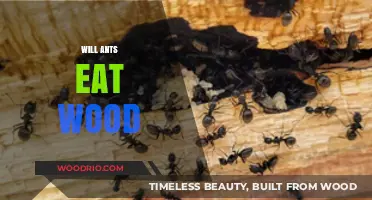 Will Ants Feast on Wood? Unveiling the Truth Behind This Pest's Appetite