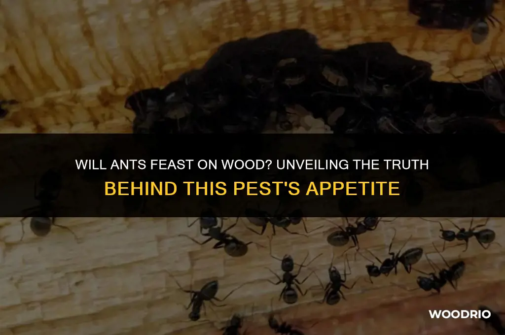 will ants eat wood