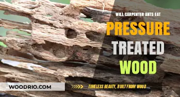 Will Carpenter Ants Feast on Pressure-Treated Wood? Find Out Here!
