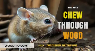 Will Mice Chew Through Wood? Facts and Myths Debunked