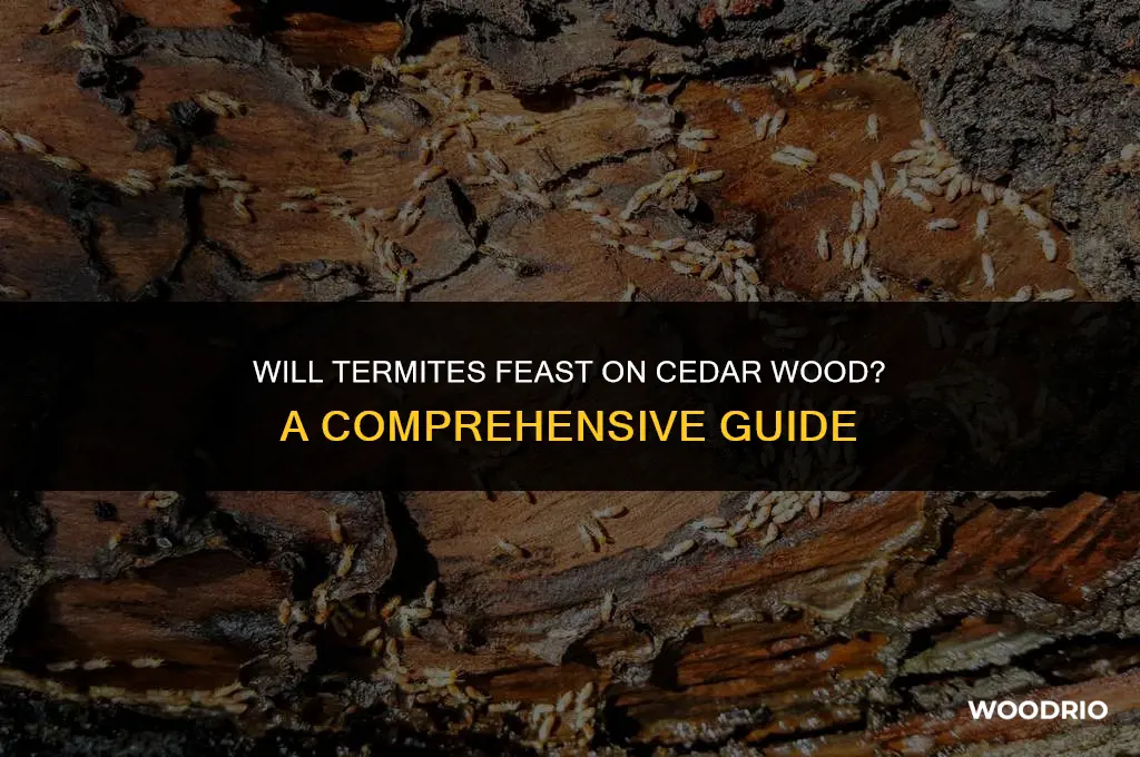 will termites eat cedar wood