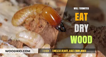 Will Termites Feast on Dry Wood? Unveiling the Truth