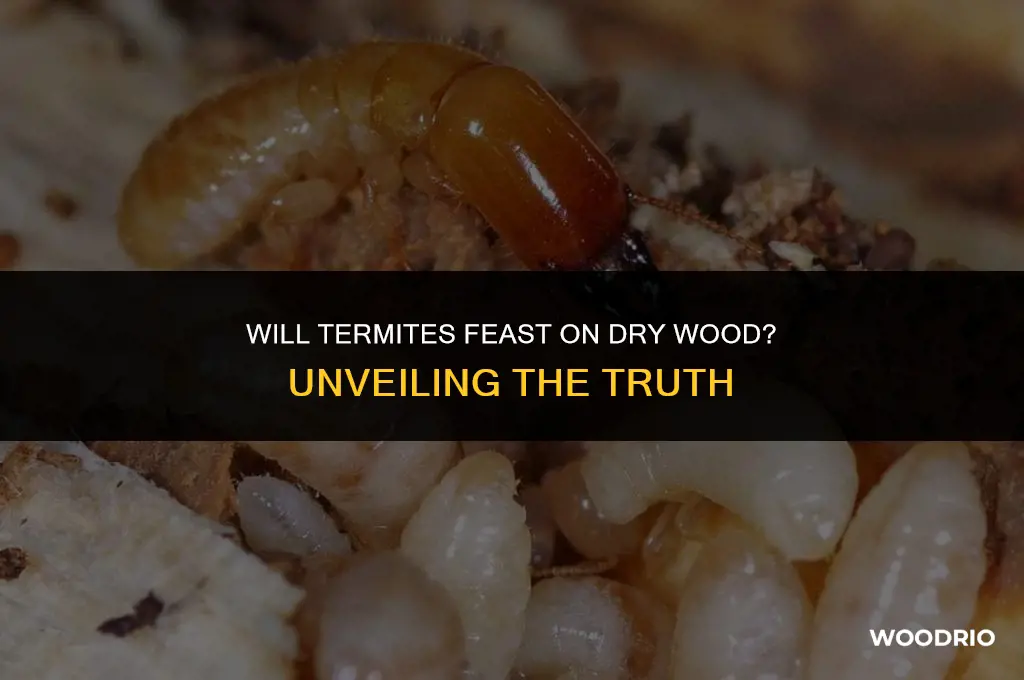 will termites eat dry wood
