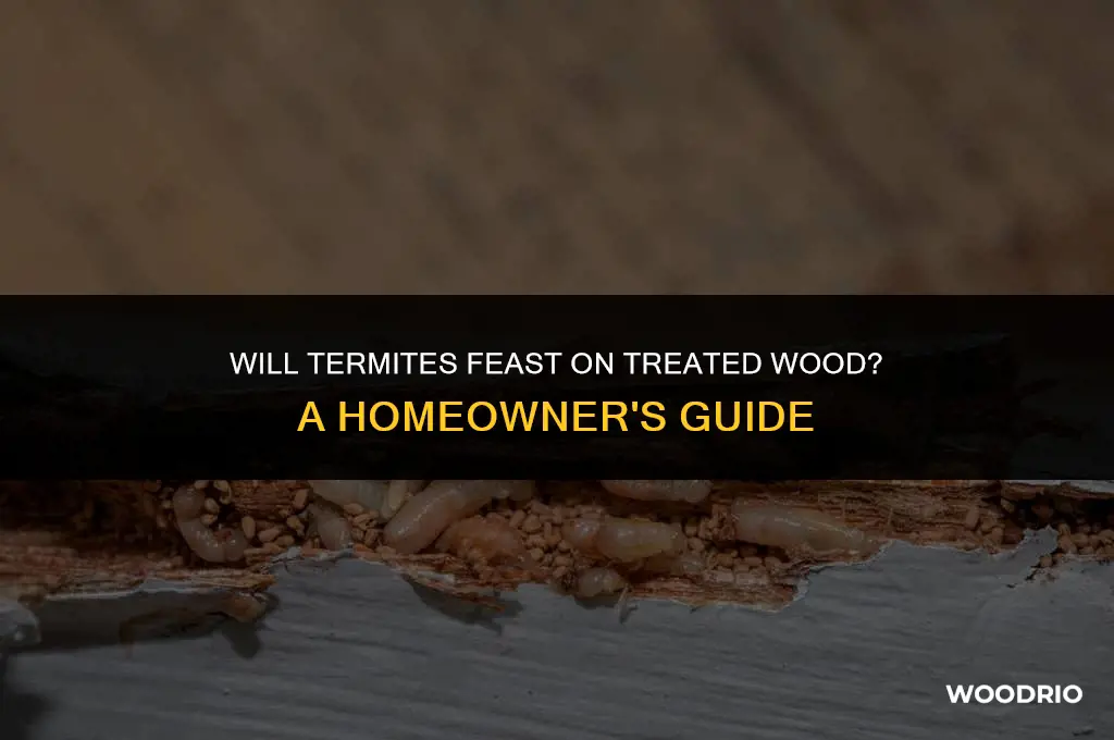 will termites eat treated wood