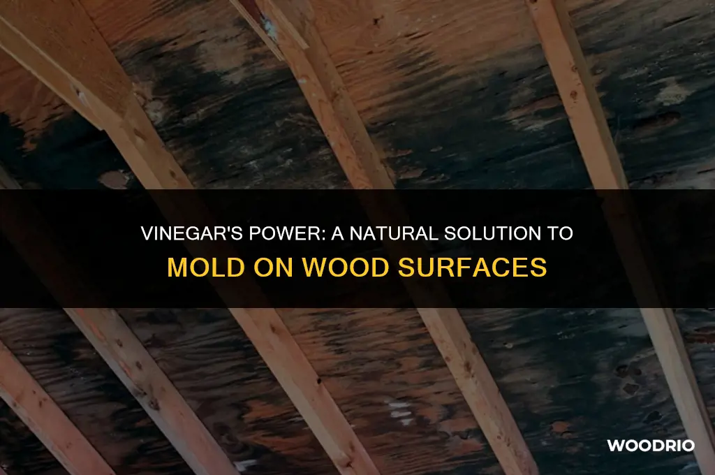 will vinegar kill mold on wood