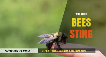 Will Wood Bees Sting? Understanding Their Behavior and Safety Tips