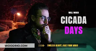 Will Wood's Cicada Days: A Musical Journey Through Time and Nature